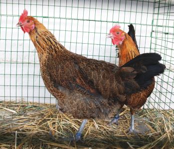 chicken coop, chicken care, chooks, eggs, hens
