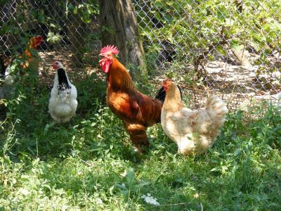 chicken coop, chicken care, chooks, eggs, hens