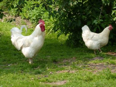 chicken coop, chicken care, chooks, eggs, hens