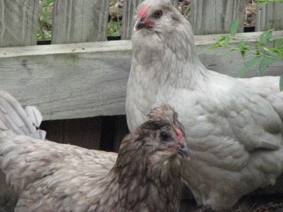 chicken coop, chicken care, chooks, eggs, hens