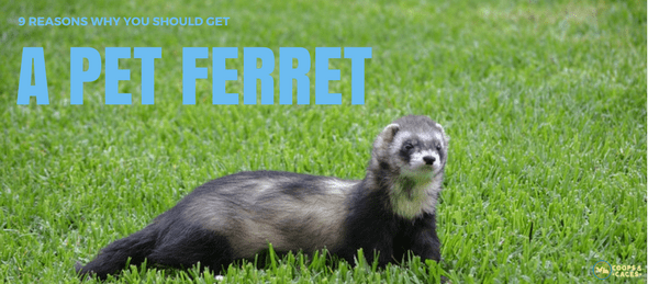 ferrets, pet ferrets, ferret care, ferrets as pets