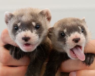 9 Reasons Why You Should Get A Pet Ferret Coops And Cages