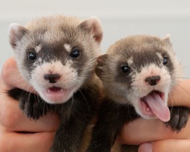 ferrets, pet ferrets, ferret care, ferrets as pets