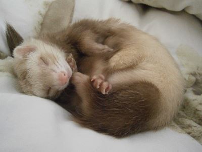 ferrets, pet ferrets, ferret care, ferrets as pets