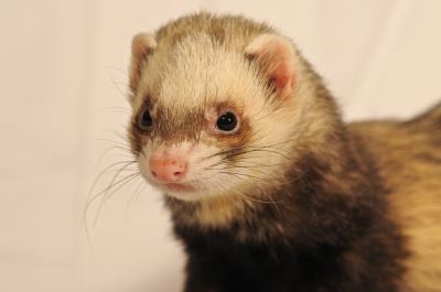 ferrets, pet ferrets, ferret care, ferrets as pets