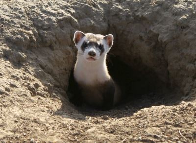 ferrets, pet ferrets, ferret care, ferrets as pets