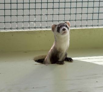 ferrets, pet ferrets, ferret care, ferrets as pets