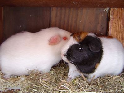 A Beginner S Guide To Caring For Guinea Pigs Coops And Cages