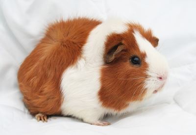A Beginner S Guide To Caring For Guinea Pigs Coops And Cages
