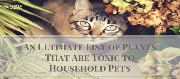 household pets, toxic plants, pet care