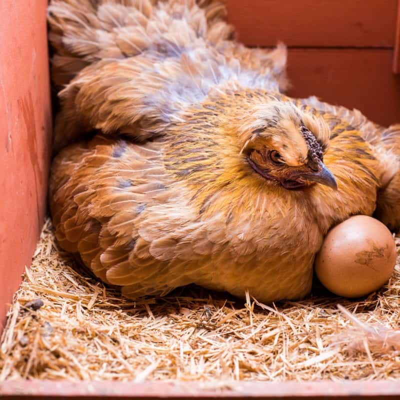 Hen sitting on eggs in nesting box