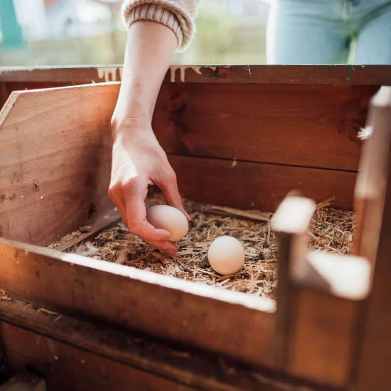 Hand collecting eggs from a nesting box