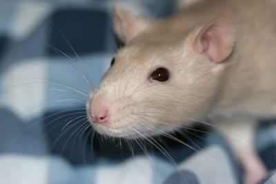 rat care, pet rats, rats, rodents