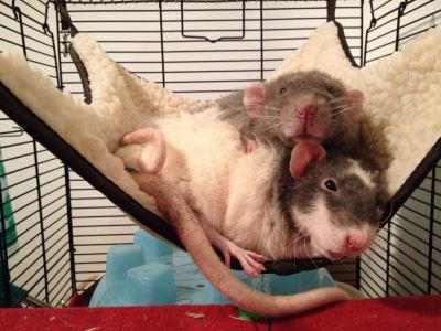 rat care, pet rats, rats, rodents