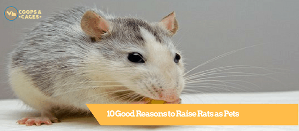 pet rats, pets, rat care, rats as pets, pet guide