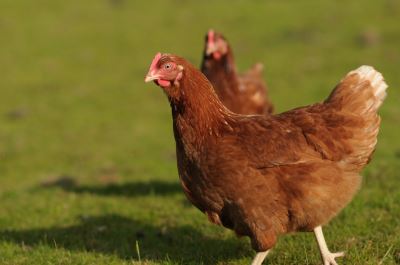 chicken myths. chickens, chicken coops, chicken care