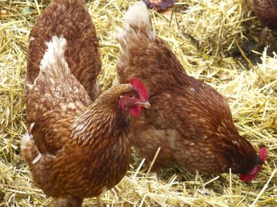 chicken myths. chickens, chicken coops, chicken care