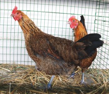 chicken myths. chickens, chicken coops, chicken care