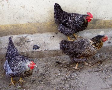 chicken myths. chickens, chicken coops, chicken care