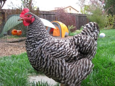 chicken myths. chickens, chicken coops, chicken care