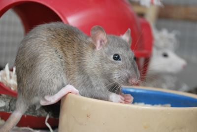 pet rats, pets, rat care, rats as pets, pet guide