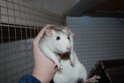 pet rats, pets, rat care, rats as pets, pet guide