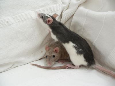 pet rats, pets, rat care, rats as pets, pet guide