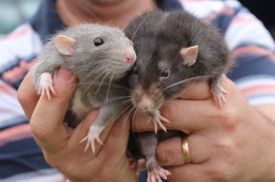 pet rats, pets, rat care, rats as pets, pet guide