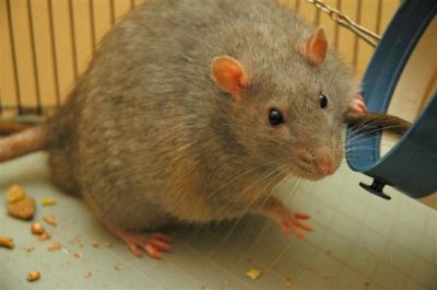 pet rats, pets, rat care, rats as pets, pet guide