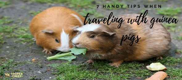 guinea pigs, guinea pig care, guinea pig traveling, pet care guide, guinea pig care