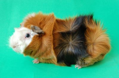 guinea pigs, guinea pig care, guinea pig traveling, pet care guide, guinea pig care