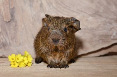 guinea pigs, guinea pig care, guinea pig traveling, pet care guide, guinea pig care