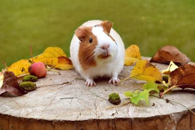 guinea pigs, guinea pig care, guinea pig traveling, pet care guide, guinea pig care