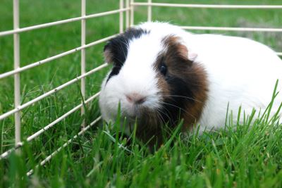 guinea pigs, guinea pig care, guinea pig traveling, pet care guide, guinea pig care