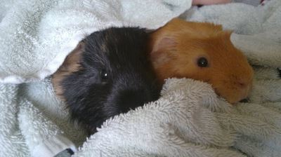 guinea pigs, guinea pig care, guinea pig traveling, pet care guide, guinea pig care