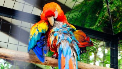 pet birds, bird care, pet bird, bird cage