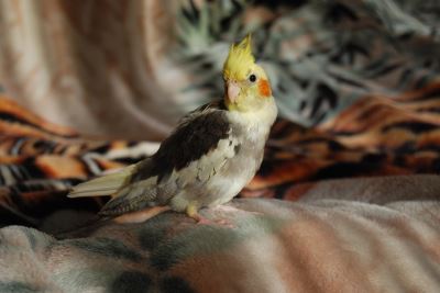 pet birds, bird care, pet bird, bird cage