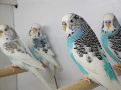 pet birds, bird care, pet bird, bird cage