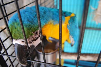 pet birds, bird care, pet bird, bird cage
