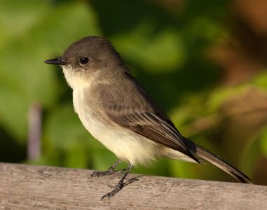 birds, cats, multiple pets, household pets, introductions