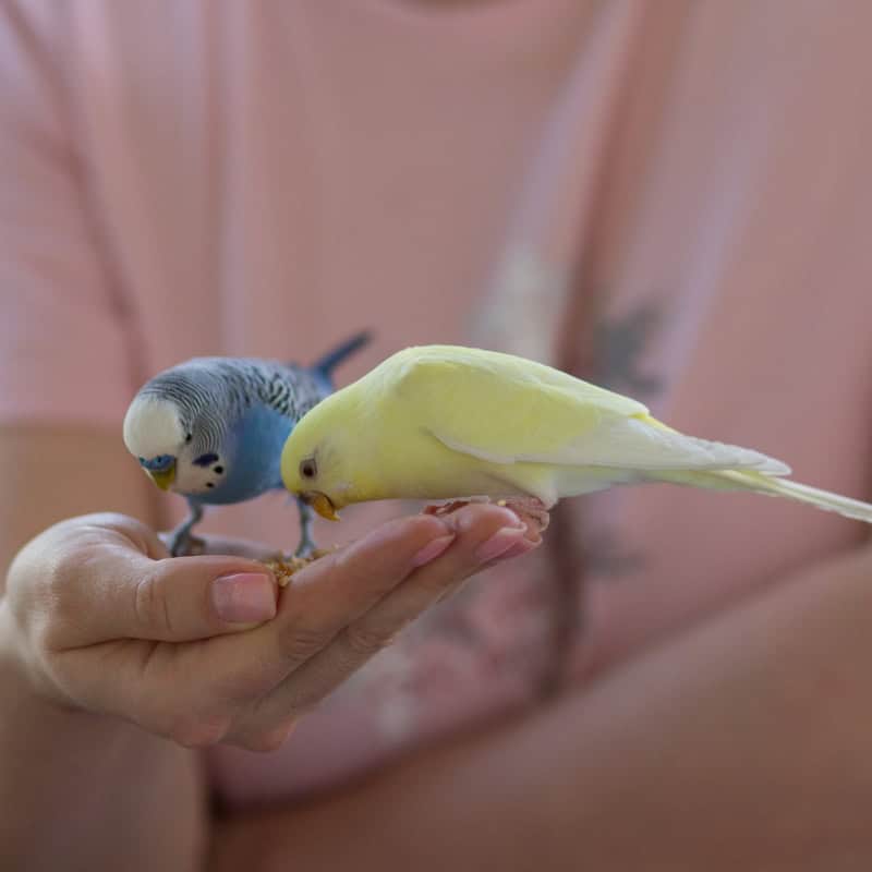 Two budgies eating seed from a person's hand