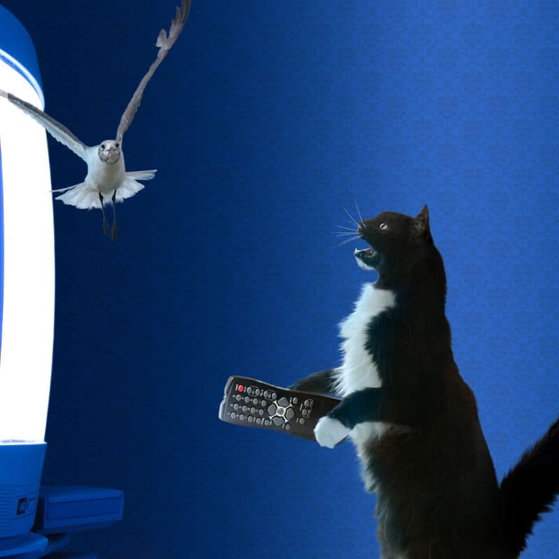 Bird flying in front of a cat holding a television remote