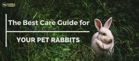 pet rabbits, care guide, pet care, rabbits, bunnies