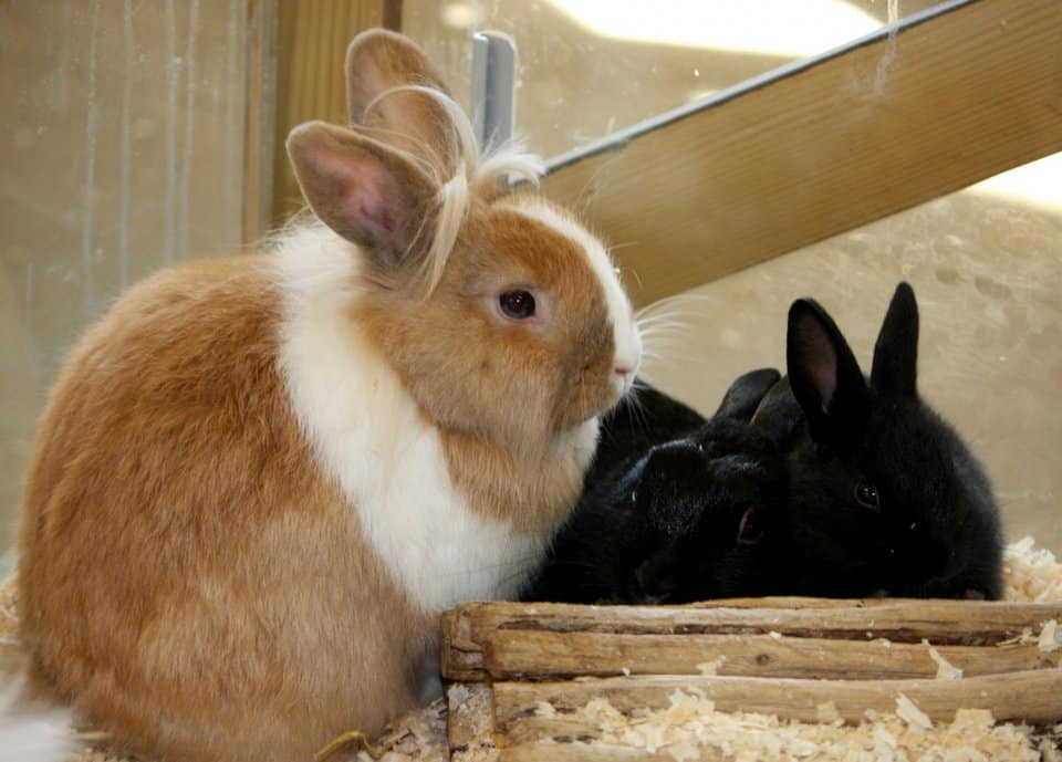 pet rabbits, care guide, pet care, rabbits, bunnies