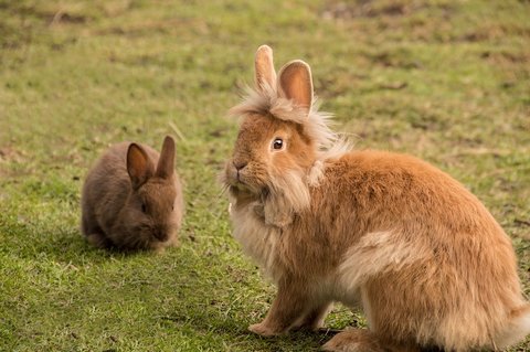 pet rabbits, care guide, pet care, rabbits, bunnies