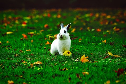 pet rabbits, care guide, pet care, rabbits, bunnies