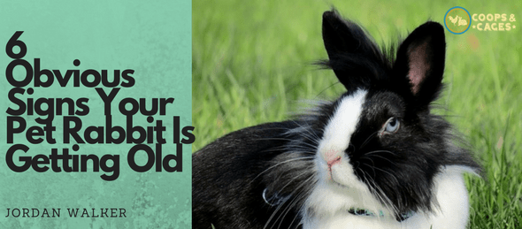 rabbits, bunnies, rabbit care, pet rabbit