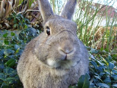 rabbits, bunnies, rabbit care, pet rabbit