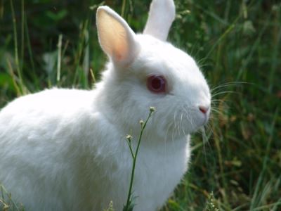 rabbits, bunnies, rabbit care, pet rabbit