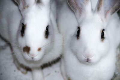 rabbits, bunnies, rabbit care, pet rabbit